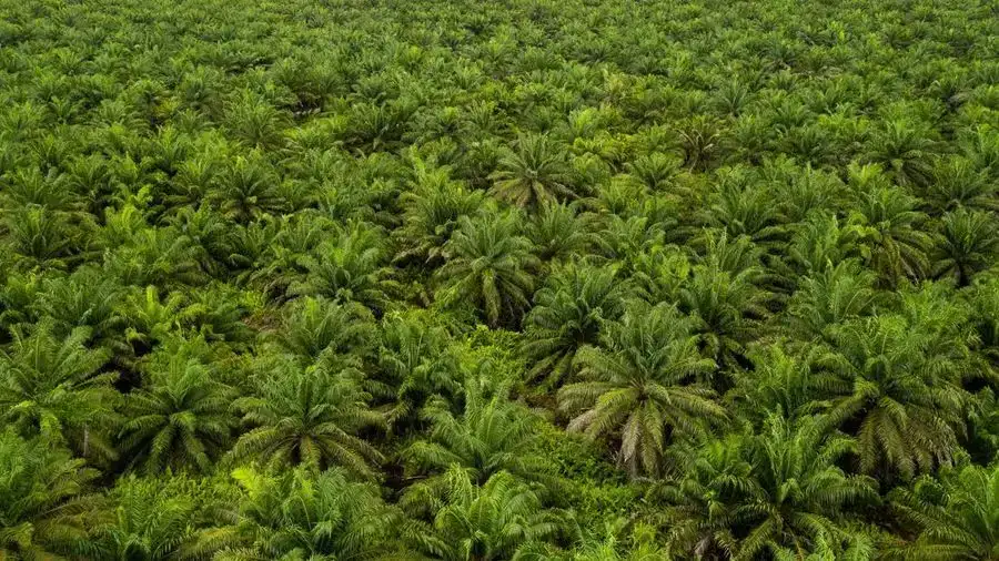 Produksi bioetanol Enero PTPN energi hijau