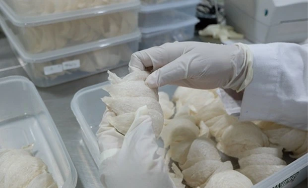 BEI soroti pembentukan anak usaha baru RLCO di bisnis protein laut