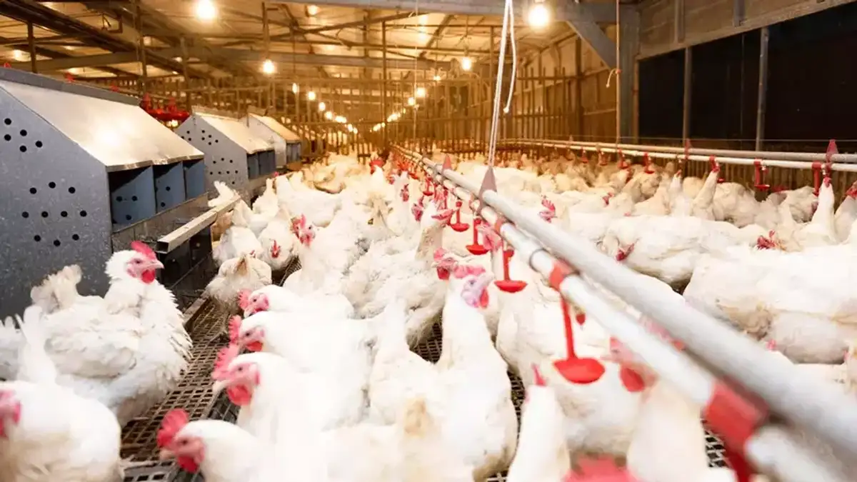 Ilustrasi RUPSLB AYAM dan perubahan Komisaris Independen emiten pangan