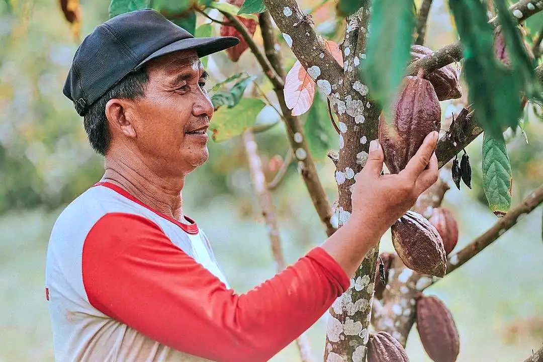 COCO Rights Issue 10,67 Miliar Saham Baru untuk Akuisisi Perusahaan Snacks dan Confectionery