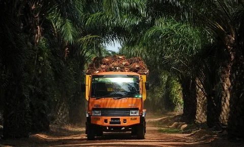 Perkebunan dan fasilitas pengolahan kelapa sawit milik PT Austindo Nusantara Jaya Tbk (ANJT)