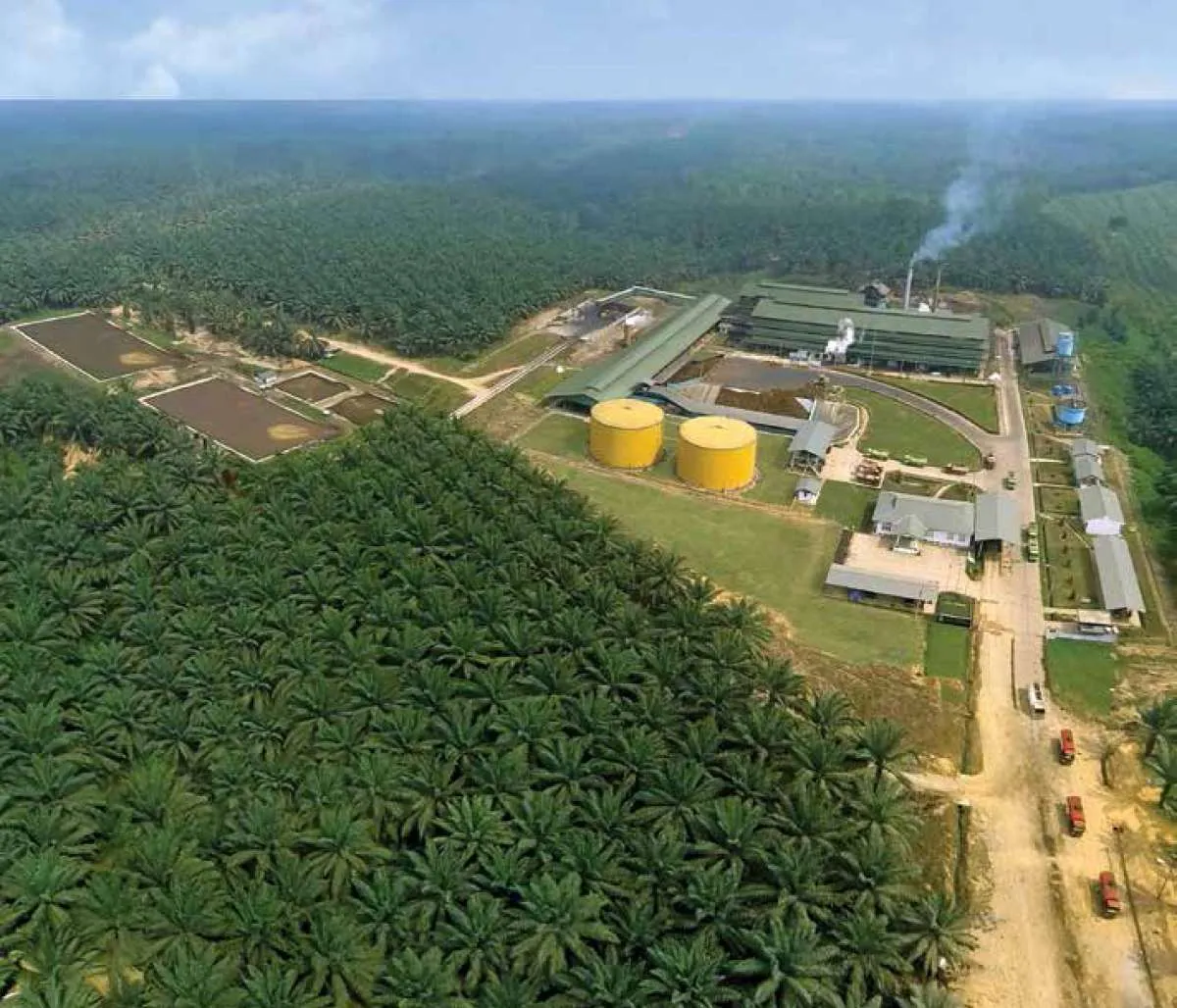 Ilustrasi PT Perusahaan Perkebunan London Sumatra Indonesia Tbk (LSIP) terkait rencana buyback saham Rp750 miliar dan proyeksi kenaikan laba per saham menjadi Rp141.